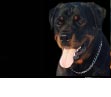 Rottweiler.spb.ru