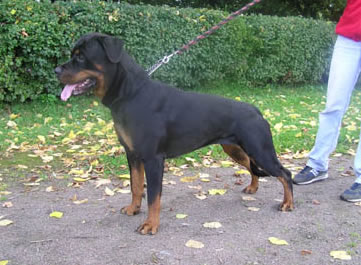 Rus Fabelhaft BIS